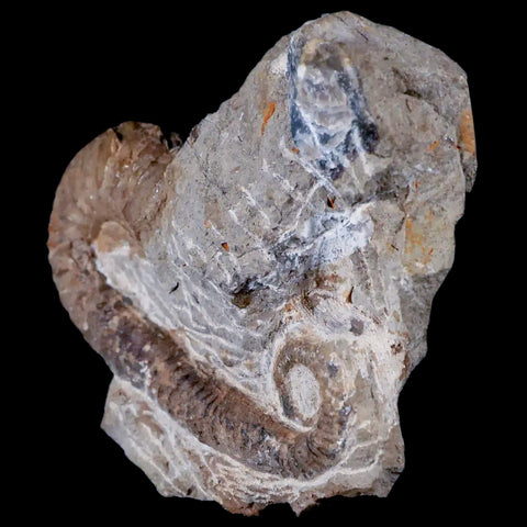 3" Heteromorph Rarest Of Fossil Ammonites Barremain Age Morocco Ancyloceras - Fossil Age Minerals