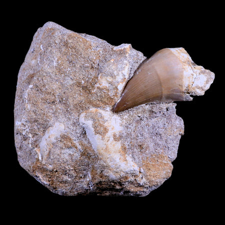 2" Mosasaur Prognathodon Fossil Tooth In Matrix Cretaceous Dinosaur Era COA