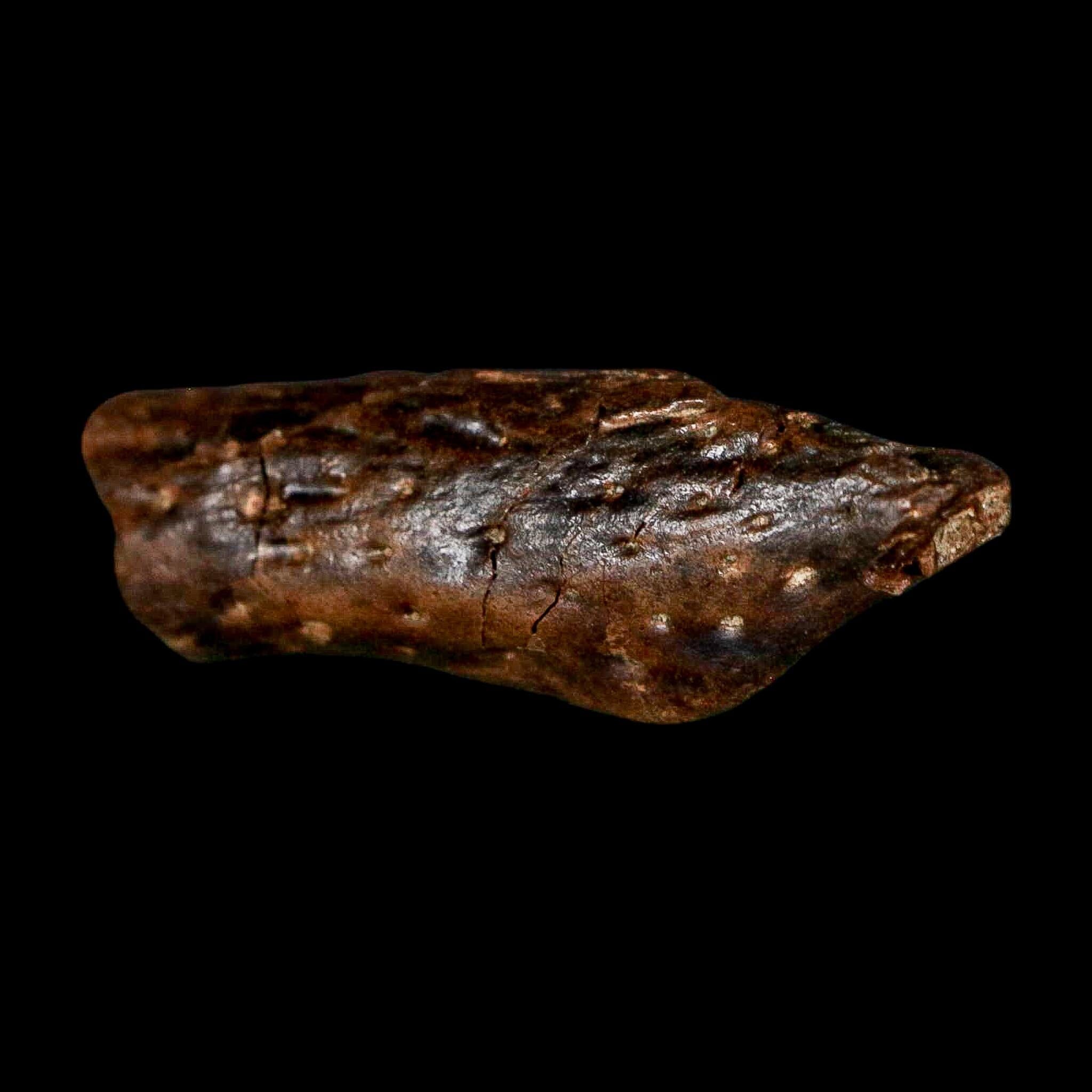 1.8" Crocodile Borealosuchus Fossil Jaw Section Judith River FM Montana COA - Fossil Age Minerals
