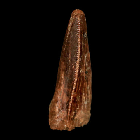 1.2" Carcharodontosaurus Fossil Tooth Cretaceous Dinosaur Morocco COA, Display - Fossil Age Minerals