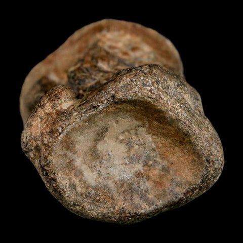 2" Mosasaur Fossil Polished Vertebrae Cretaceous Dinosaur Era TX Ozan FM COA, Stand - Fossil Age Minerals