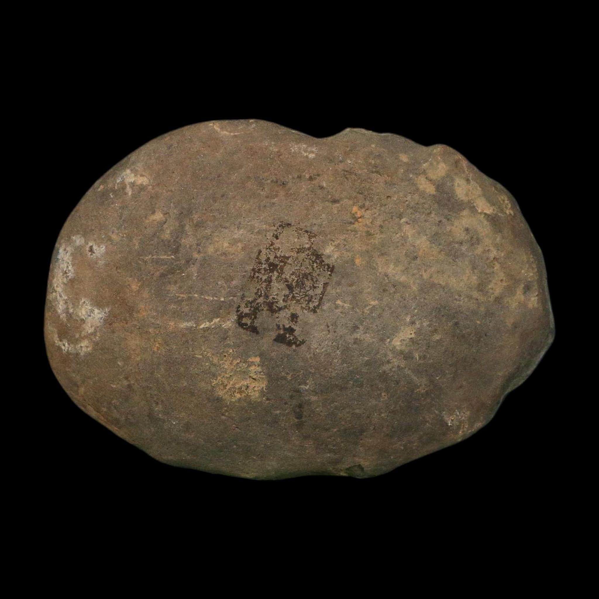 3.4" Lepidodendron Fossil Mark Mazon Creek Nodule Pennsylvanian Age Illinois - Fossil Age Minerals