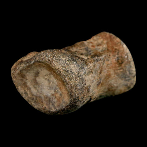 2" Mosasaur Fossil Polished Vertebrae Cretaceous Dinosaur Era TX Ozan FM COA, Stand - Fossil Age Minerals
