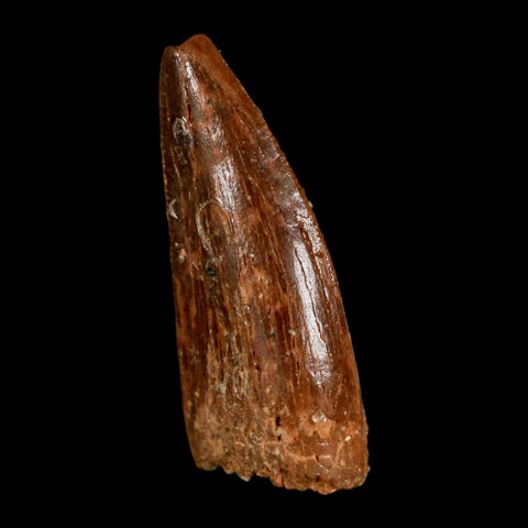 1.2" Carcharodontosaurus Fossil Tooth Cretaceous Dinosaur Morocco COA, Display - Fossil Age Minerals