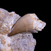 2" Mosasaur Prognathodon Fossil Tooth In Matrix Cretaceous Dinosaur Era COA