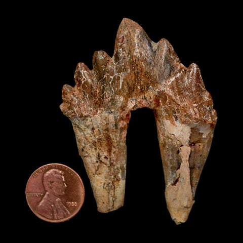 2.6" Basilosaurus Tooth Rooted Prehistoric Whale 34 Mil Yrs Old Late Eocene COA - Fossil Age Minerals