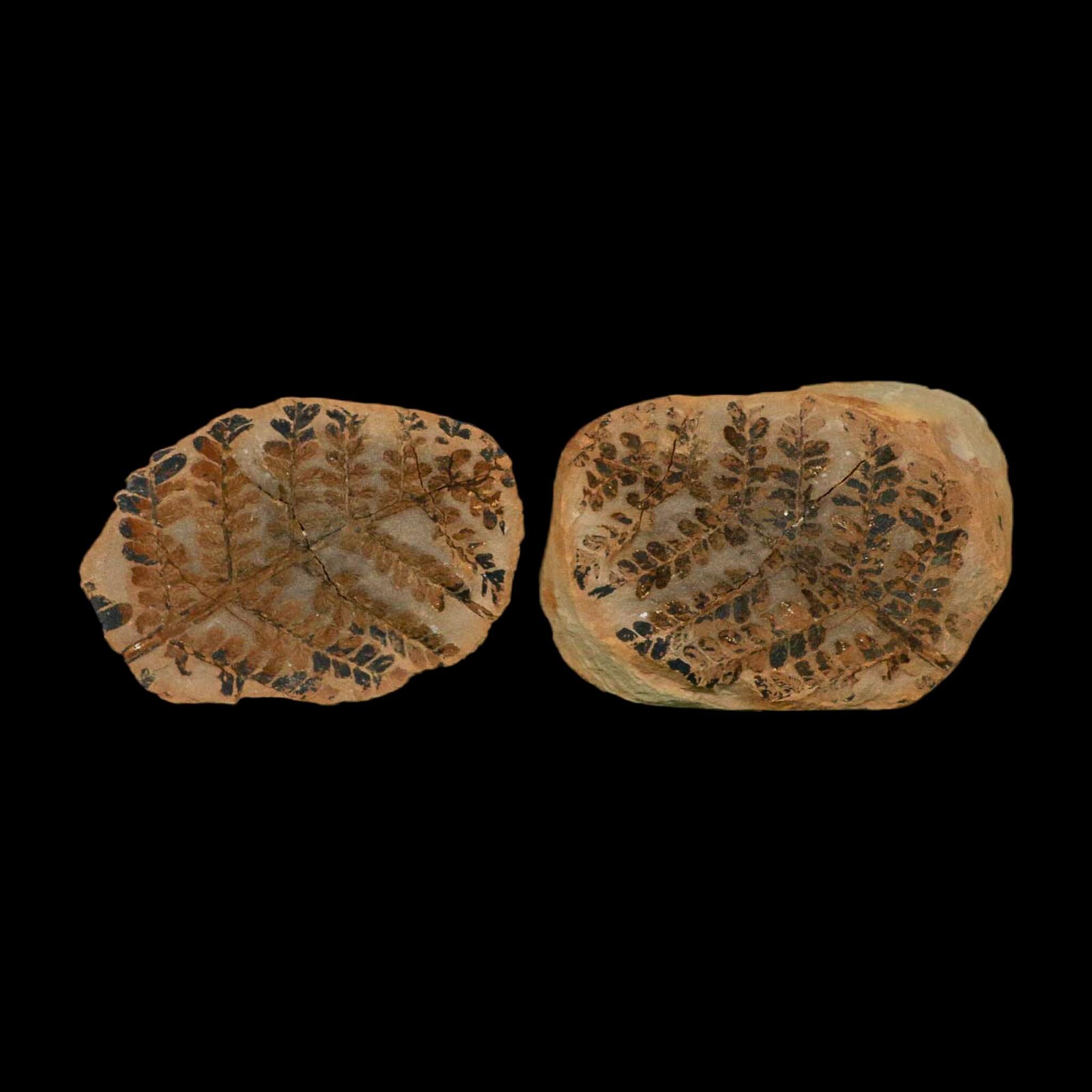 2.9" Pecopteris Clintoni Fossil Leaves Mazon Creek Nodule Pennsylvanian Age Split-Pair - Fossil Age Minerals