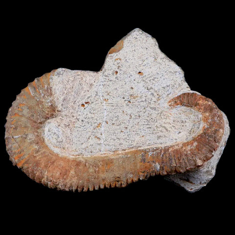 3.4" Heteromorph Rarest Of Fossil Ammonites Barremain Age Morocco Ancyloceras - Fossil Age Minerals