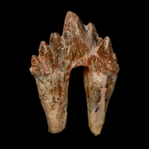 2.6" Basilosaurus Tooth Rooted Prehistoric Whale 34 Mil Yrs Old Late Eocene COA - Fossil Age Minerals