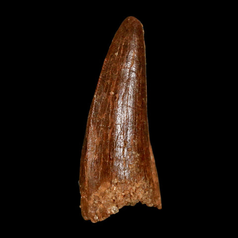 1.2" Carcharodontosaurus Fossil Tooth Cretaceous Dinosaur Morocco COA, Display - Fossil Age Minerals