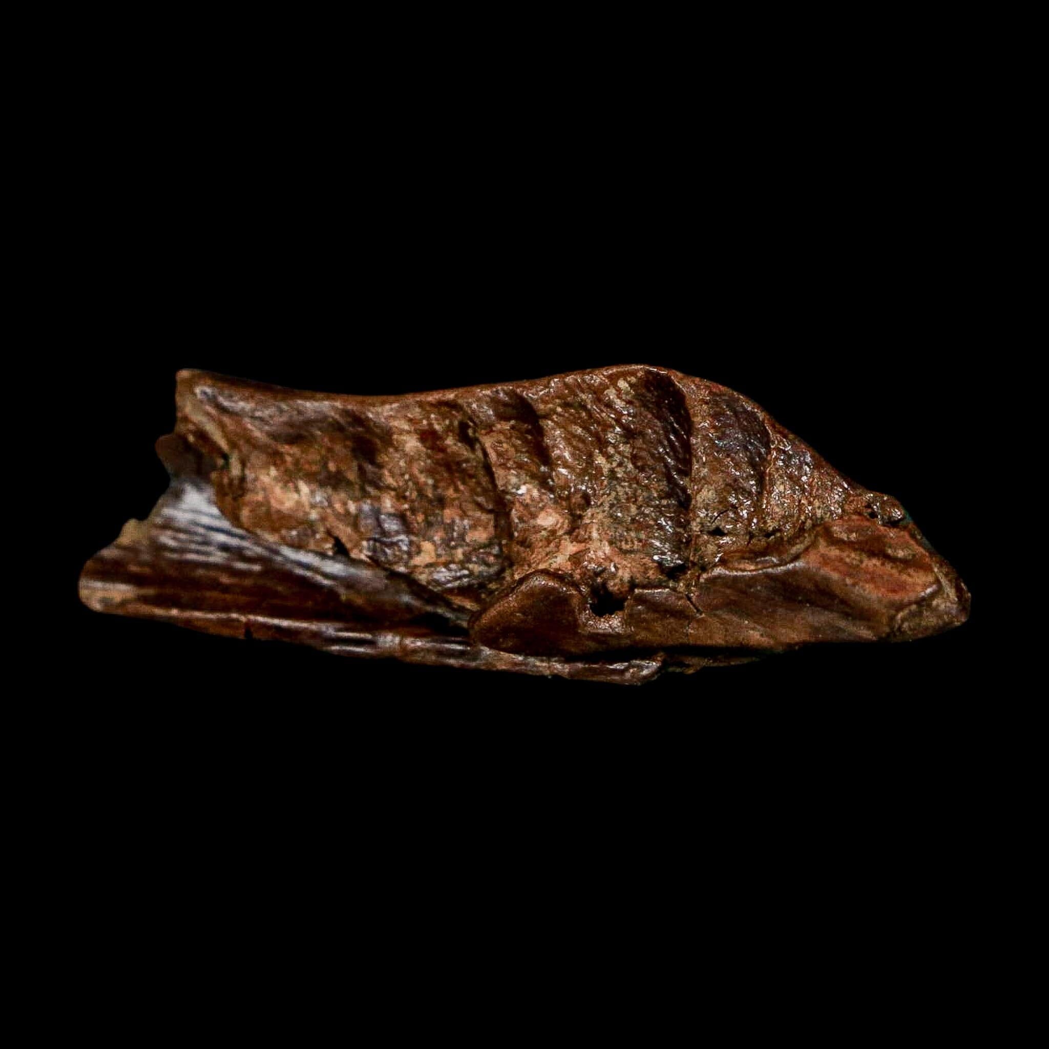 1.8" Crocodile Borealosuchus Fossil Jaw Section Judith River FM Montana COA - Fossil Age Minerals