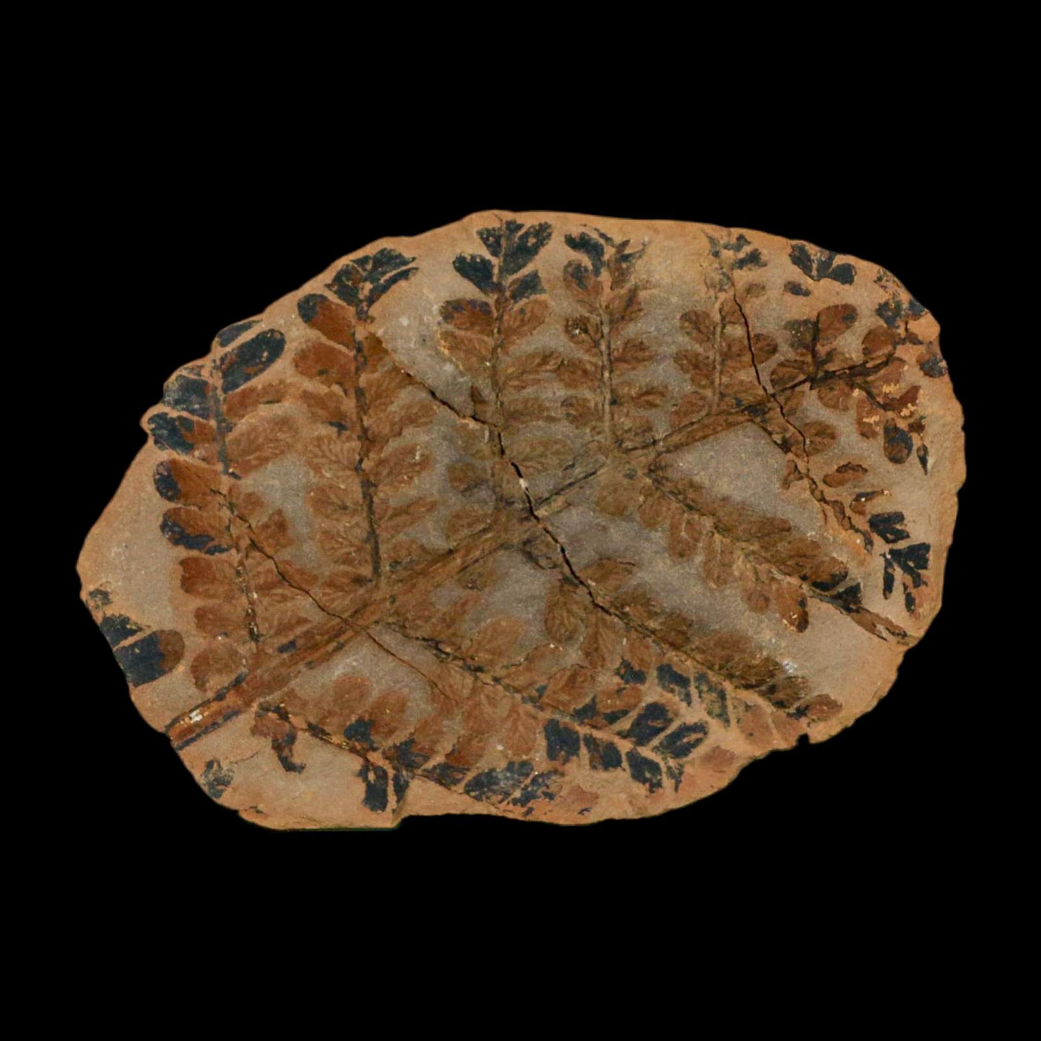 2.9" Pecopteris Clintoni Fossil Leaves Mazon Creek Nodule Pennsylvanian Age Split-Pair - Fossil Age Minerals
