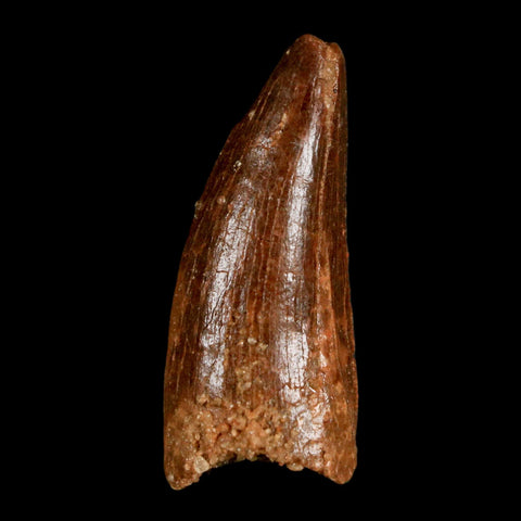 1.2" Carcharodontosaurus Fossil Tooth Cretaceous Dinosaur Morocco COA, Display - Fossil Age Minerals