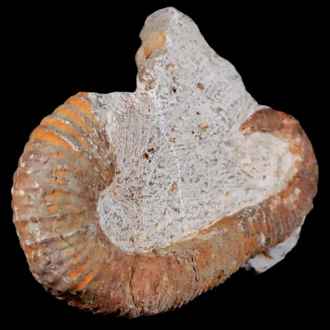 3.4" Heteromorph Rarest Of Fossil Ammonites Barremain Age Morocco Ancyloceras - Fossil Age Minerals