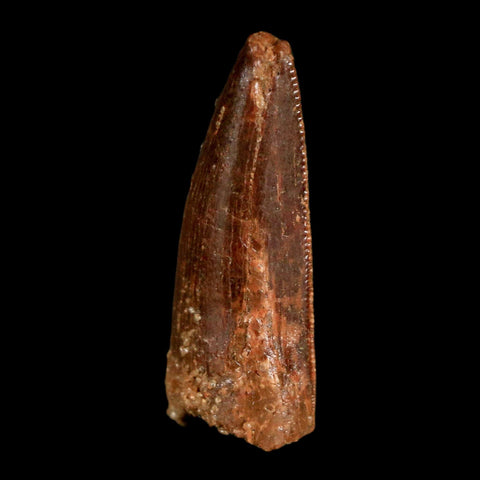1.2" Carcharodontosaurus Fossil Tooth Cretaceous Dinosaur Morocco COA, Display - Fossil Age Minerals