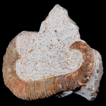 3.4" Heteromorph Rarest Of Fossil Ammonites Barremain Age Morocco Ancyloceras