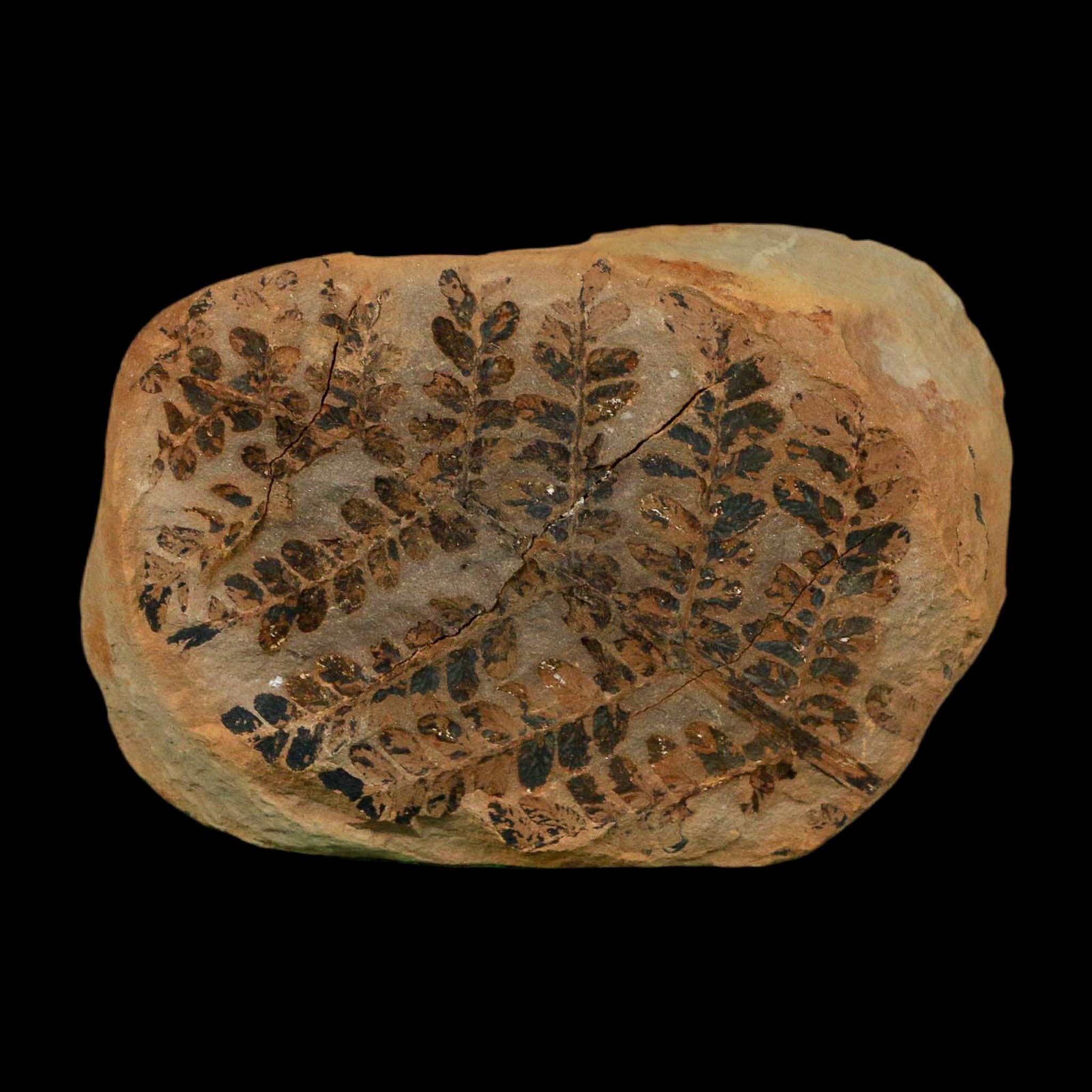 2.9" Pecopteris Clintoni Fossil Leaves Mazon Creek Nodule Pennsylvanian Age Split-Pair - Fossil Age Minerals