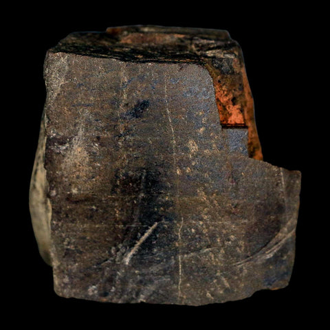 2.3" Tyrannosaur Fossil Bone Section Cretaceous Dinosaur Two Medicine FM MT COA