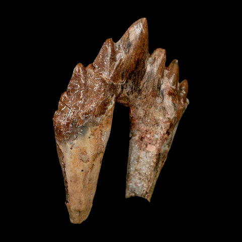 2.6" Basilosaurus Tooth Rooted Prehistoric Whale 34 Mil Yrs Old Late Eocene COA - Fossil Age Minerals