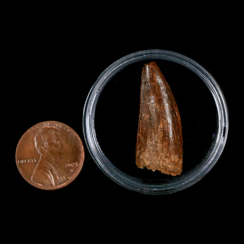 1.2" Carcharodontosaurus Fossil Tooth Cretaceous Dinosaur Morocco COA, Display - Fossil Age Minerals