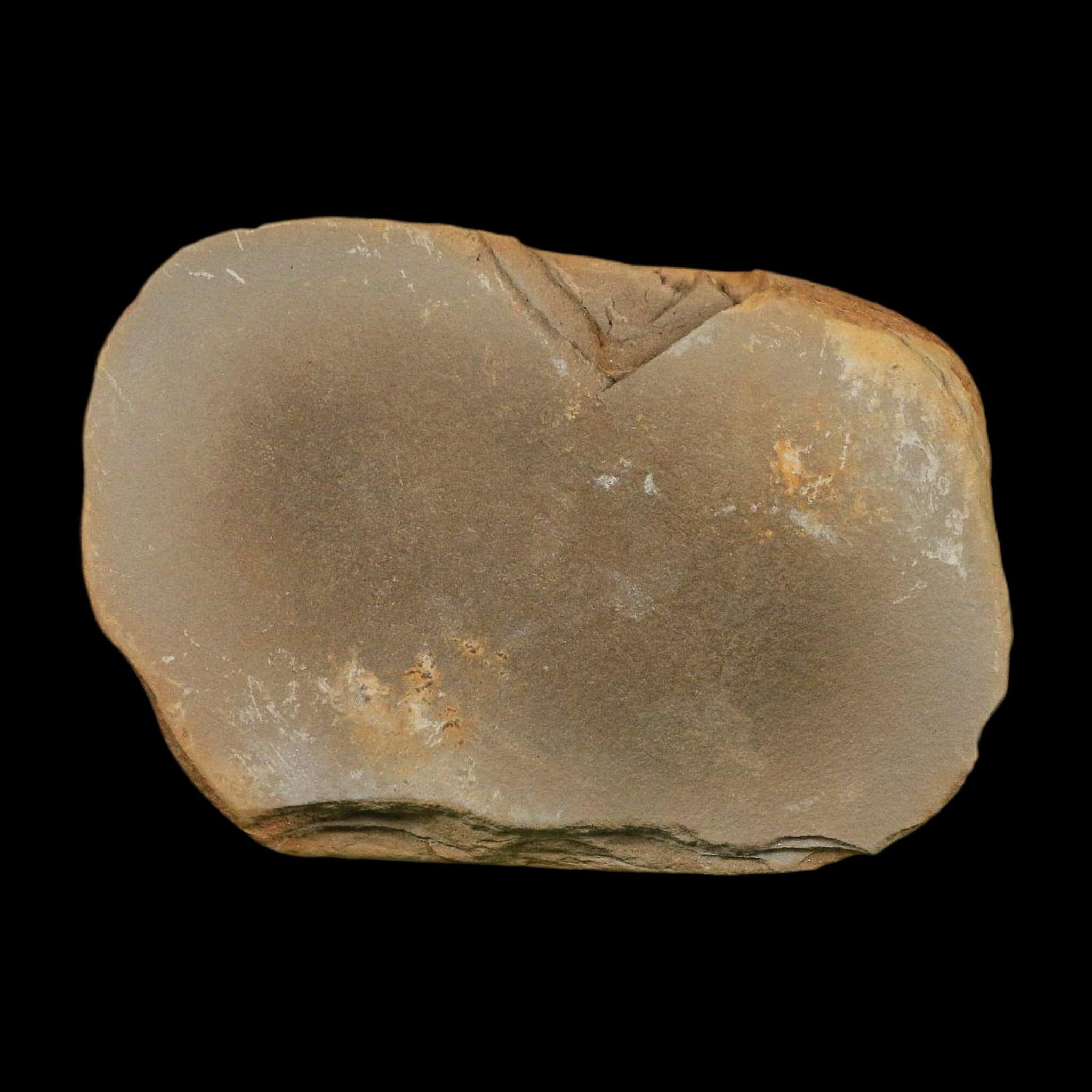2.9" Pecopteris Clintoni Fossil Leaves Mazon Creek Nodule Pennsylvanian Age Split-Pair - Fossil Age Minerals