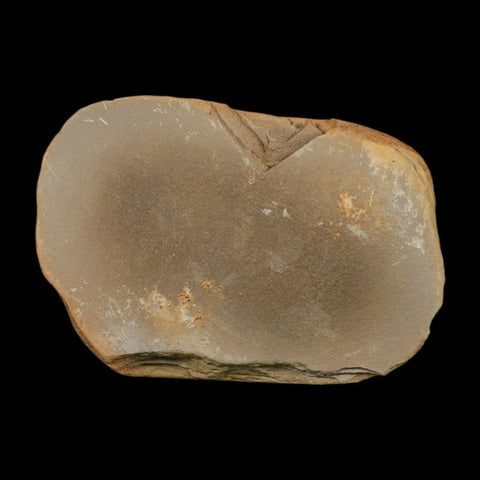 2.9" Pecopteris Clintoni Fossil Leaves Mazon Creek Nodule Pennsylvanian Age Split-Pair - Fossil Age Minerals
