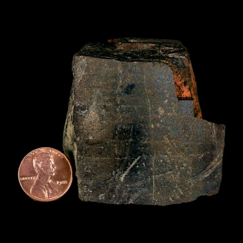 2.3" Tyrannosaur Fossil Bone Section Cretaceous Dinosaur Two Medicine FM MT COA