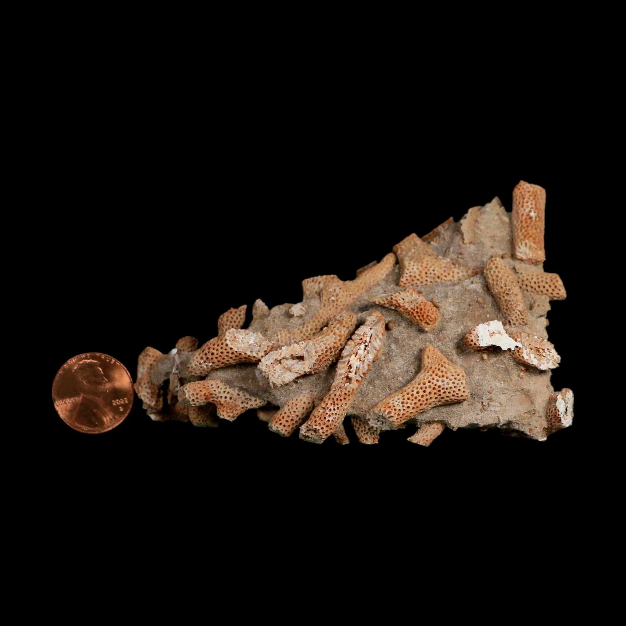 3.6" Thamnopora SP Coral Fossil Coral Reef Devonian Age Verde Valley, Arizona