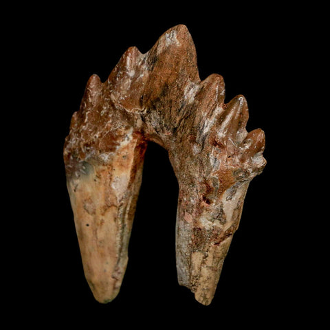 2.6" Basilosaurus Tooth Rooted Prehistoric Whale 34 Mil Yrs Old Late Eocene COA - Fossil Age Minerals