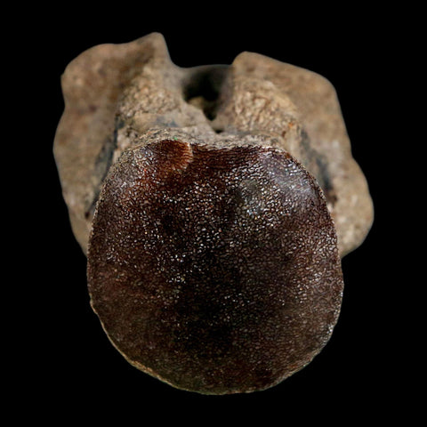 2.5" Mosasaur Fossil Polished Vertebrae Cretaceous Dinosaur Era TX Ozan FM COA, Stand - Fossil Age Minerals