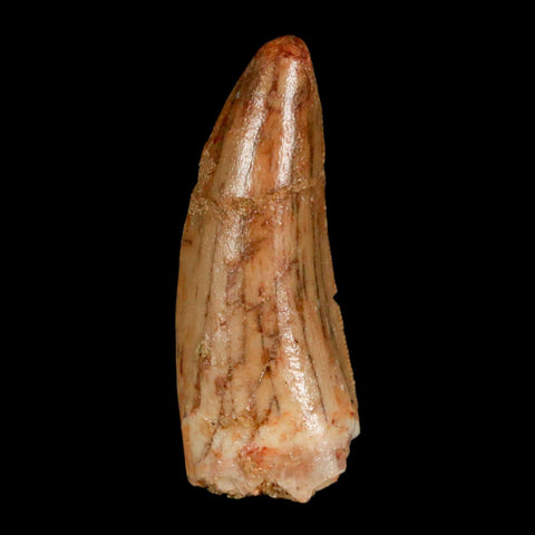 1.3" Carcharodontosaurus Fossil Tooth Cretaceous Dinosaur Morocco COA, Display - Fossil Age Minerals