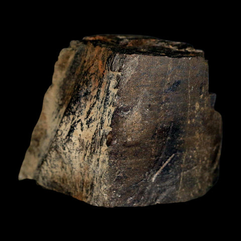 2.3" Tyrannosaur Fossil Bone Section Cretaceous Dinosaur Two Medicine FM MT COA