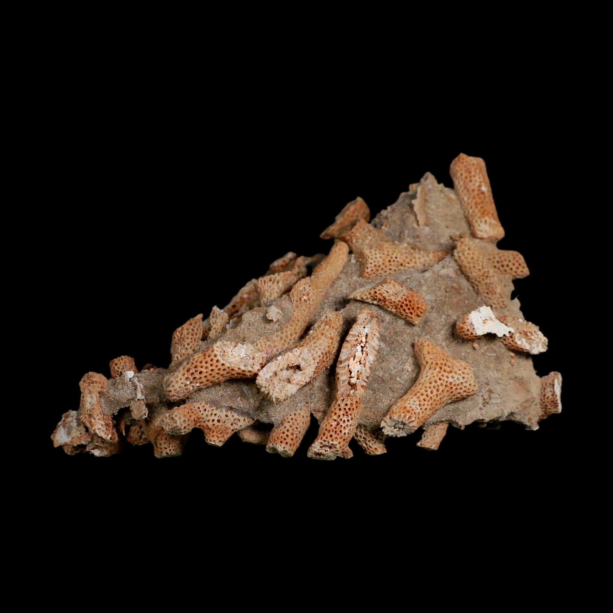 3.6" Thamnopora SP Coral Fossil Coral Reef Devonian Age Verde Valley, Arizona