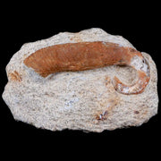 2.7" Heteromorph Rarest Of Fossil Ammonites Barremain Age Morocco Ancyloceras
