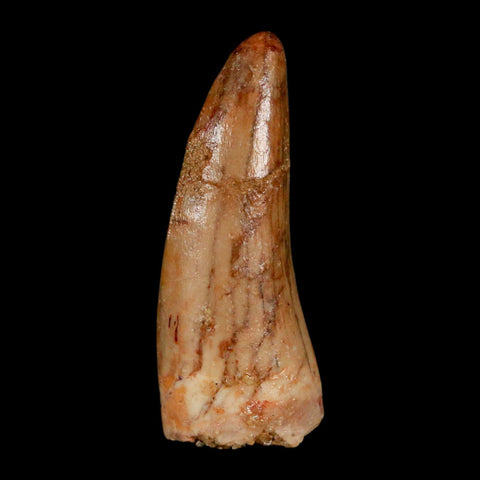 1.3" Carcharodontosaurus Fossil Tooth Cretaceous Dinosaur Morocco COA, Display - Fossil Age Minerals