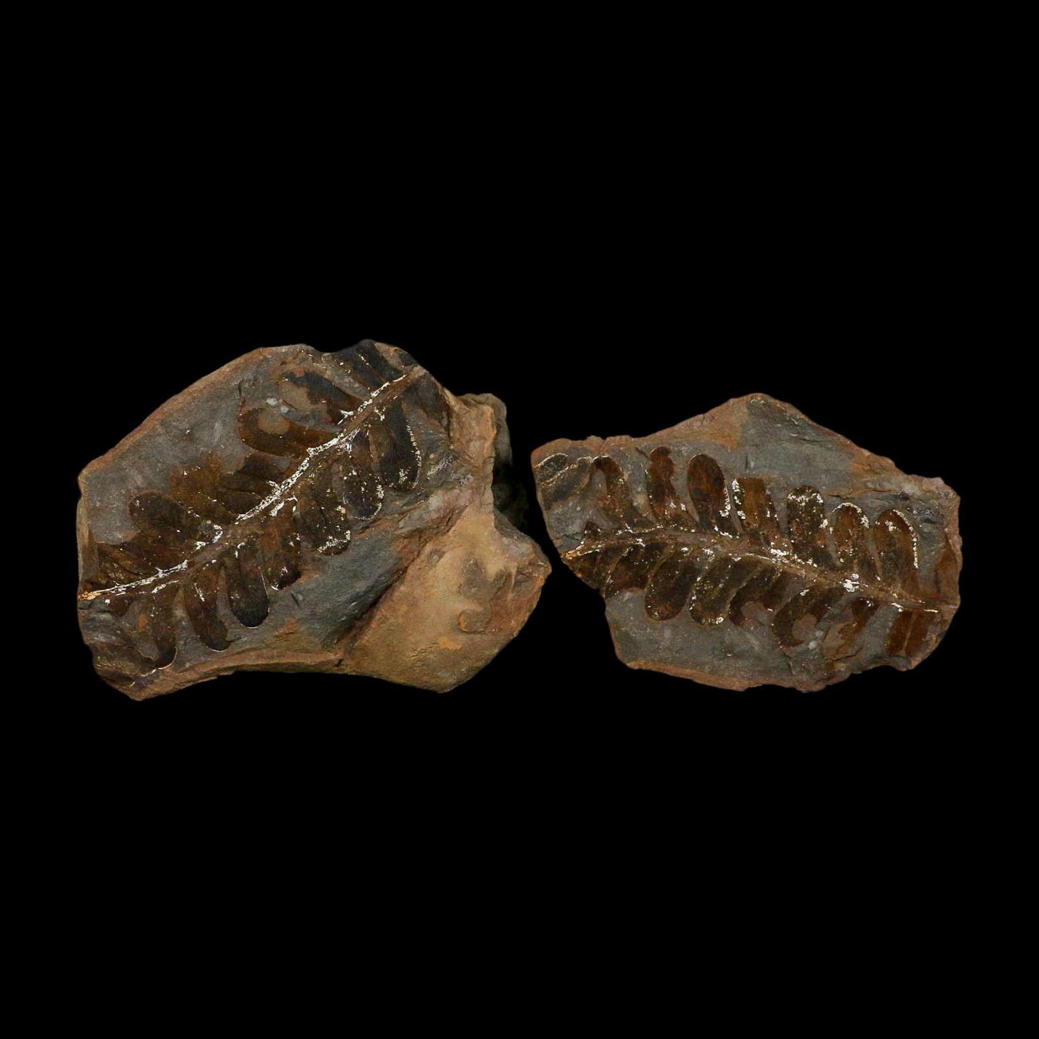 4.1" Neuropteris Fossil Leaves Mazon Creek Nodule Pennsylvanian Age Split-Pair - Fossil Age Minerals