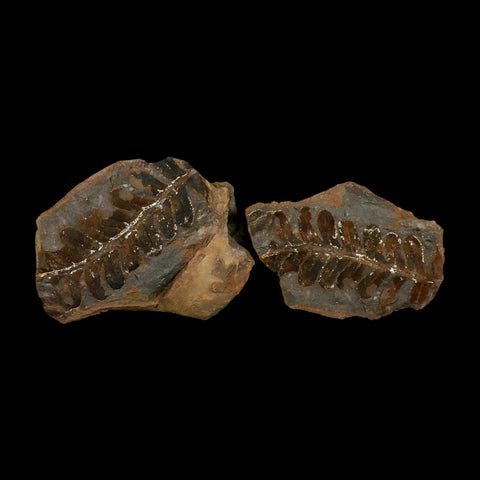4.1" Neuropteris Fossil Leaves Mazon Creek Nodule Pennsylvanian Age Split-Pair