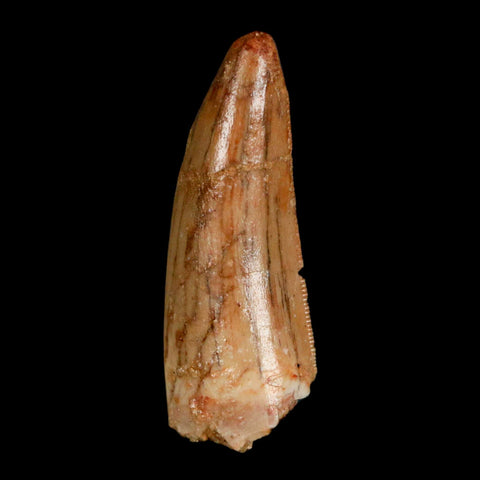 1.3" Carcharodontosaurus Fossil Tooth Cretaceous Dinosaur Morocco COA, Display - Fossil Age Minerals