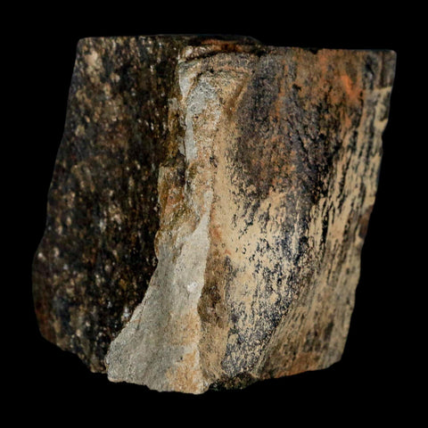 2.3" Tyrannosaur Fossil Bone Section Cretaceous Dinosaur Two Medicine FM MT COA