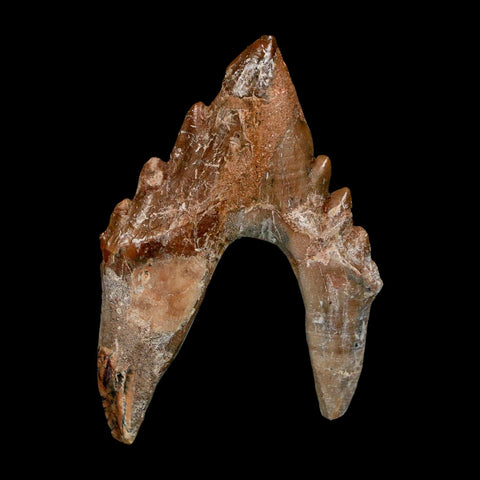 2.7" Basilosaurus Tooth Rooted Prehistoric Whale 34 Mil Yrs Old Late Eocene COA - Fossil Age Minerals