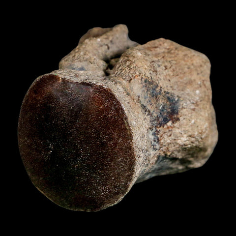 2.5" Mosasaur Fossil Polished Vertebrae Cretaceous Dinosaur Era TX Ozan FM COA, Stand - Fossil Age Minerals