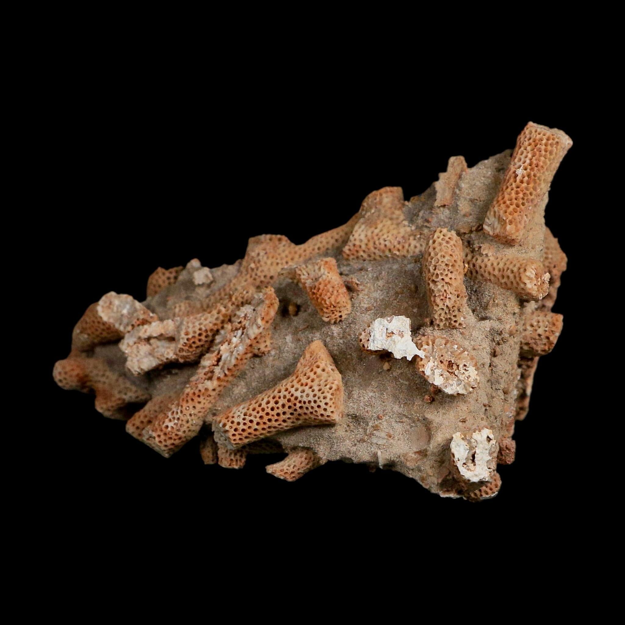3.6" Thamnopora SP Coral Fossil Coral Reef Devonian Age Verde Valley, Arizona