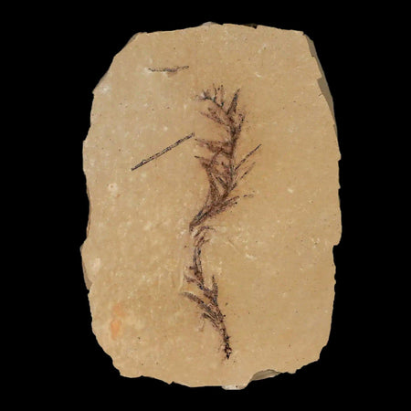 2.6" Detailed Fossil Plant Leafs Metasequoia Dawn Redwood Oligocene Age MT COA
