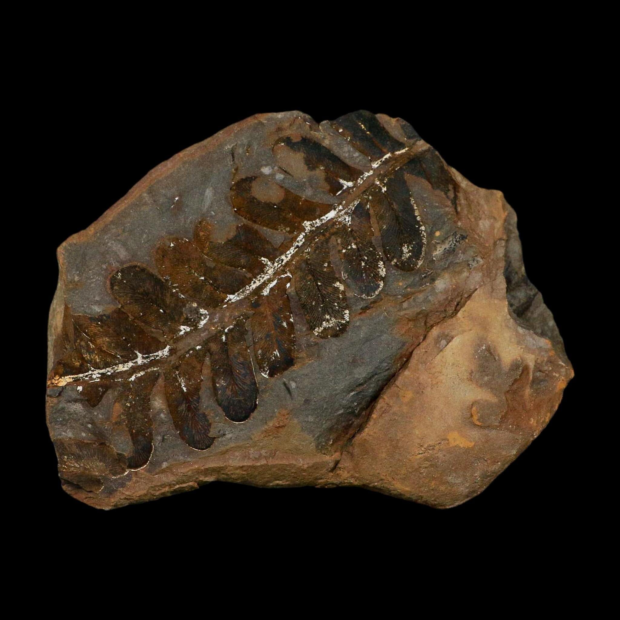 4.1" Neuropteris Fossil Leaves Mazon Creek Nodule Pennsylvanian Age Split-Pair - Fossil Age Minerals