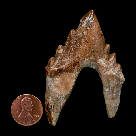 2.7" Basilosaurus Tooth Rooted Prehistoric Whale 34 Mil Yrs Old Late Eocene COA - Fossil Age Minerals