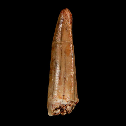 1.3" Carcharodontosaurus Fossil Tooth Cretaceous Dinosaur Morocco COA, Display - Fossil Age Minerals