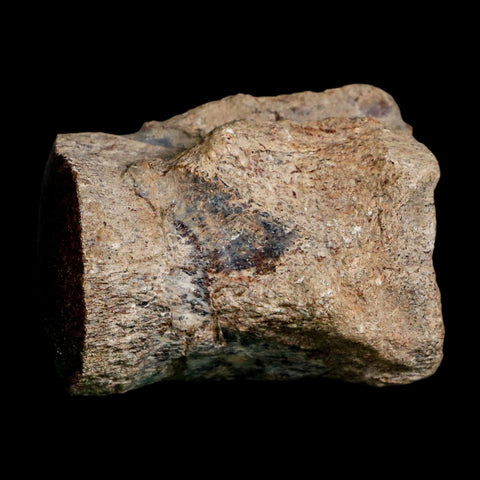 2.5" Mosasaur Fossil Polished Vertebrae Cretaceous Dinosaur Era TX Ozan FM COA, Stand - Fossil Age Minerals