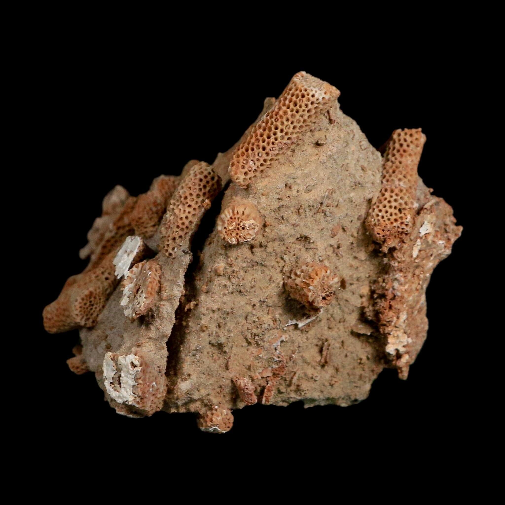 3.6" Thamnopora SP Coral Fossil Coral Reef Devonian Age Verde Valley, Arizona