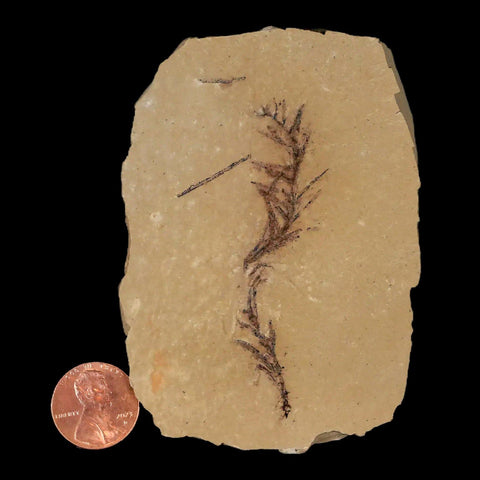 2.6" Detailed Fossil Plant Leafs Metasequoia Dawn Redwood Oligocene Age MT COA - Fossil Age Minerals