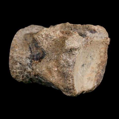 2.5" Mosasaur Fossil Polished Vertebrae Cretaceous Dinosaur Era TX Ozan FM COA, Stand - Fossil Age Minerals